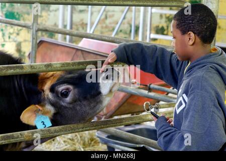 May 11, 2013 - Philadelphia, PA, USA: A boy pets a cow at the W. B. Saul High School for Agricultural Sciences in Philadelphia, Pennsylvania. Stock Photo