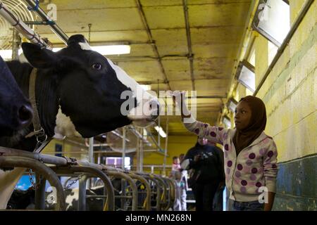 May 11, 2013 - Philadelphia, PA, USA: A girl is awed by getting close to a Holstein cow at the W. B. Saul High School for Agricultural Sciences. Stock Photo