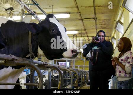 May 11, 2013 - Philadelphia, PA, USA: A girl is awed by getting close to a Holstein cow at the W. B. Saul High School for Agricultural Sciences. Stock Photo