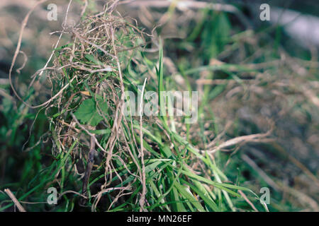 New grass germinating Stock Photo