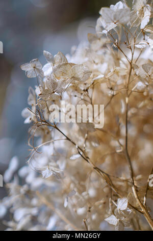 Dry faded Hydrangea Stock Photo