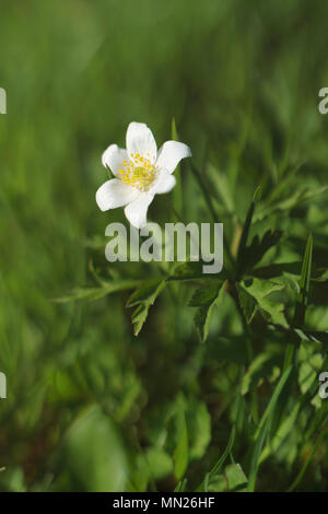 Flower Anemone nemorosa Stock Photo