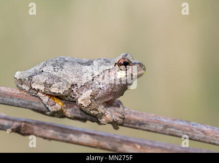 The gray treefrog (Hyla versicolor) on the tree branch Stock Photo