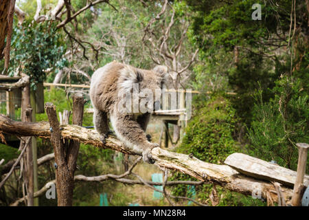 Koala on wooden pole in Eucalyptus forest in Koala Conservation center in Cowes, Phillip Island, Victoria, Australia Stock Photo