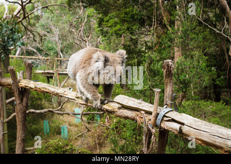 Walking Koala on wooden pole in Eucalyptus forest in Koala Conservation center in Cowes, Phillip Island, Victoria, Australia Stock Photo