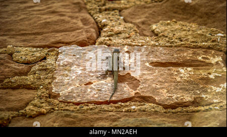 lizard on wall Stock Photo