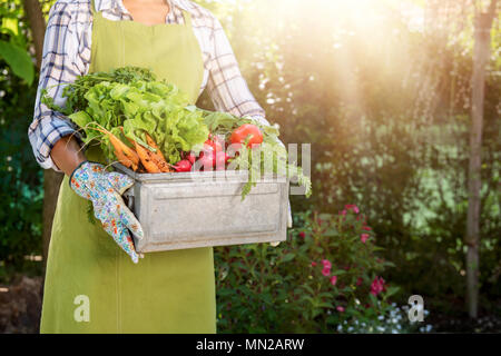 Unrecognisable female farmer holding crate full of freshly harvested vegetables in her garden. Homegrown bio produce concept. Stock Photo