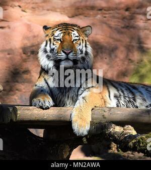 Siberian Tiger from the Nuremberg Zoo in Germany. Stock Photo