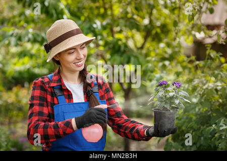 gardener spraying pesticide or water on flowers in pot Stock Photo