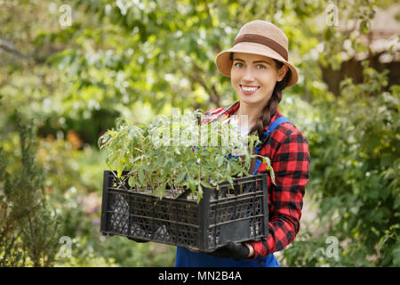 woman gardener holding seedlings of tomato in box