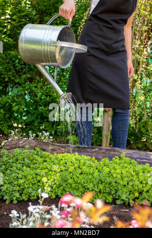 Unrecognisable woman watering flower bed using watering can. Gardening hobby concept. Flower garden. Stock Photo