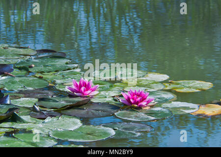 Pink water lilies on a little pond in the sunshine Stock Photo