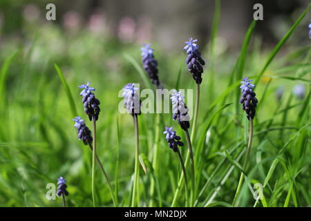 Dark violet flowers of grape hyacinth - Muscari neglectum in the green grass Stock Photo