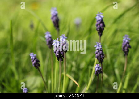 Dark violet flowers of grape hyacinth - Muscari neglectum in the green grass Stock Photo