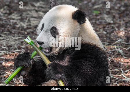 Young two year old giant panda (Ailuropoda melanoleuca) cub eating bamboo Stock Photo