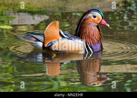 Mandarin duck (Aix galericulata) male swimming in pond, native to East Asia Stock Photo