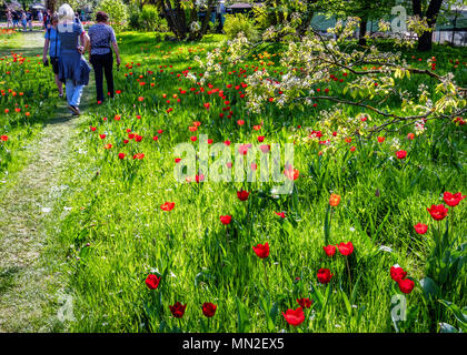 Britzer Garten, Neukölln, Berlin, Germany. 2018. Garden with spring flowering bulbs, Red nautalised tulips.People walking on path.                     Stock Photo