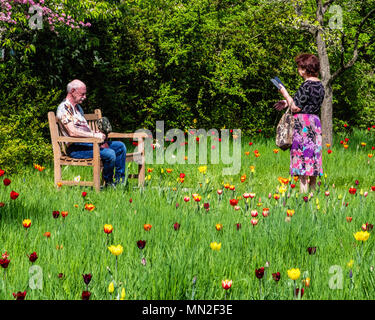 Britzer Garten, Neukölln, Berlin, Germany. 2018. Woman in floral clothing takes picture of elderly man on bench amongst flowering tulips in Spring.    Stock Photo