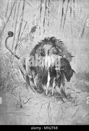 Lion on a hunt. Vintage engraved illustration. Published in magazine in 1900. Stock Photo