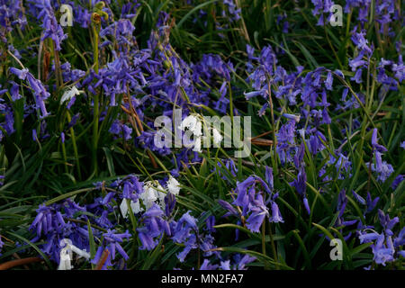 Snowdrops and bluebells Stock Photo