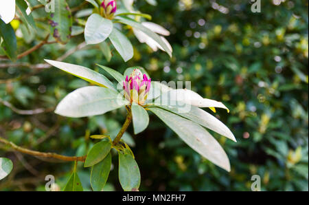 just opening new flower of the rhododendron in park in holland in may Stock Photo