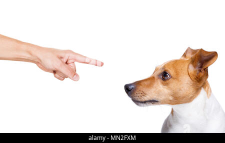 jack russell, terreir dog  being punished by owner for very bad behavior , with finger pointing at dog Stock Photo