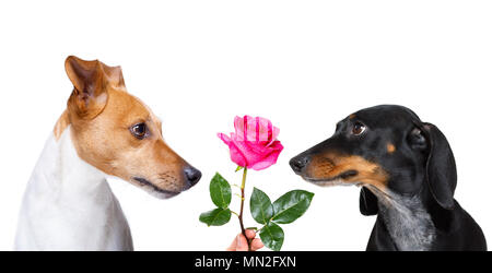 couple  of dogs in love , looking each other in the eyes, with passion , pink red rose in the middle, isolated on white background Stock Photo