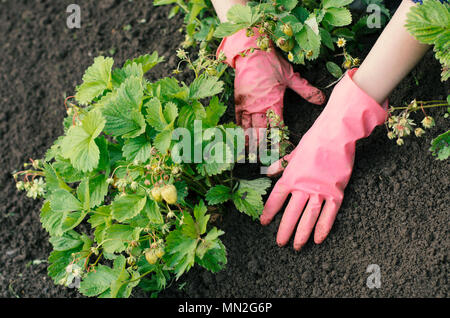 Garden woman is weeding a vegetable bed with small strawberry bushes with green berries in a season Stock Photo
