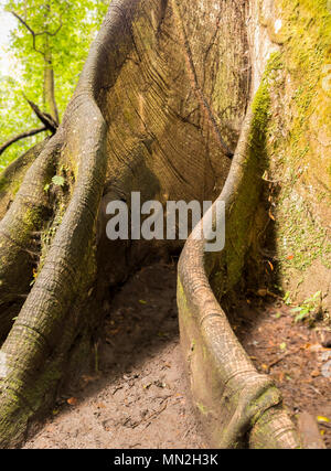 Giant buttress root tree in the rainforest of Costa Rica's Arenal Volcano National Park. Stock Photo