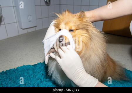 Human puts a bandage around the snout of a dog Stock Photo