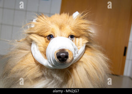 Human puts a bandage around the snout of a dog Stock Photo