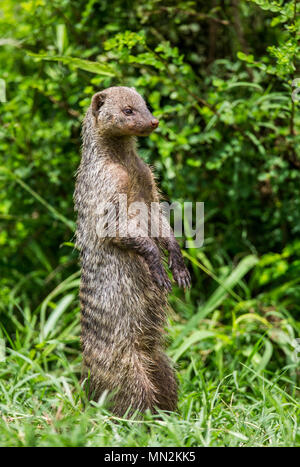 Mongoose is standing on its hind legs in the grass in the Serengeti National Park. Africa. Tanzania. Serengeti National Park. Stock Photo