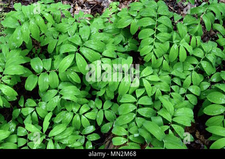 A colony of smooth Solomon's seal plants in a forest. Stock Photo