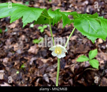 White flower and green leaves of a mayapple plant in a spring forest. Stock Photo