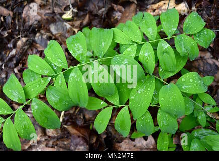 Green parallel leaves of several smooth Solomon's seal plants in a forest. Stock Photo