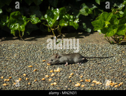 Young Rat Feeding On Nuts In Harden Stock Photo
