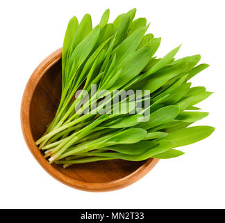 Popcorn microgreen in wooden bowl. Green seedlings, shoots, sprouts and leaves of maize. Zea mays, a variety of corn. Sweet vegetable. Macro photo. Stock Photo