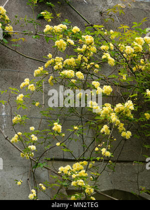 Small, double, yellow flowers of the rambling Banksian rose, Rosa banksiae 'Lutea',trained on a wall Stock Photo