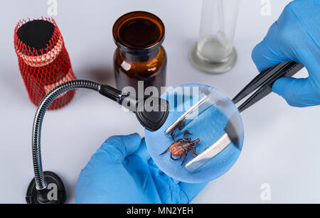 Deer tick in laboratory, tweezers and magnifier. Ixodes ricinus. Dangerous mite on hand in blue glove. Medicine, science, encephalitis, borreliosis. Stock Photo