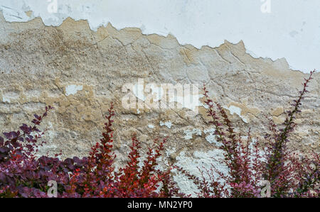 Vintage wall with red branches of ornamental shrub. Old chipped white garden fence. Rough surface and plaster stains. Down beautiful decorative plants. Stock Photo
