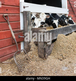 Group of cows eating at a trough. Rough board trough, red barn siding, pitchfork and lots of oats. Stock Photo