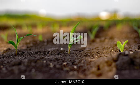 Corn crop growing early in spring from farm land in rural Midwest, USA. Stock Photo