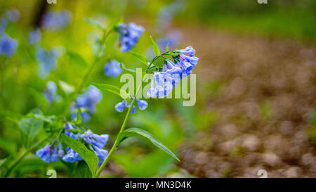 Bluebells on a county path in the Great Plains, USA. Stock Photo