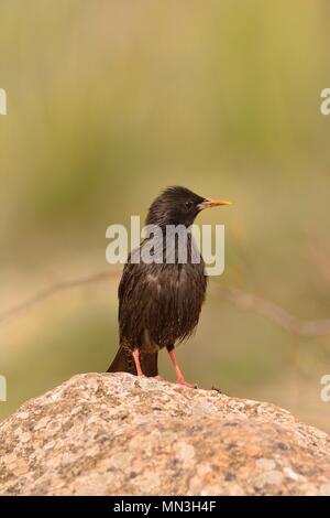 Spotless starling perched on a stone with brown background. Stock Photo