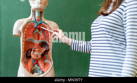 Young female teacher in biology class, teaching human body anatomy, using artificial body model to explain internal organs. Stock Photo