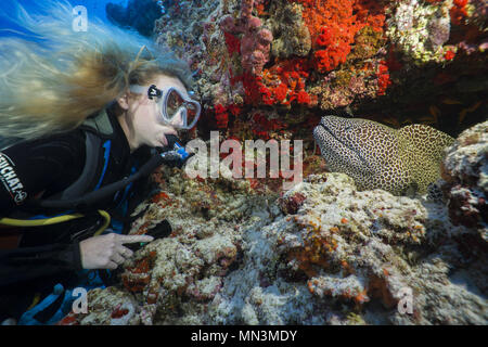 Female scuba diver looks at moray eel. Laced moray, Leopard moray or Honeycomb Moray (Gymnothorax favagineus) Stock Photo