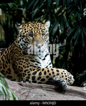 Jaguar (Panthera onca) Stock Photo