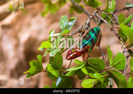 Colorful chameleon on branch in forest Stock Photo