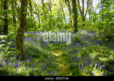 A Cornish bluebell wood in springtime - John Gollop Stock Photo