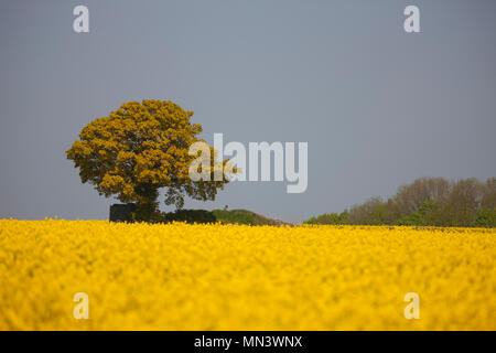 A lone tree on the horizon of a field of Oil Rapesseed. Stock Photo